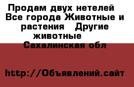 Продам двух нетелей - Все города Животные и растения » Другие животные   . Сахалинская обл.